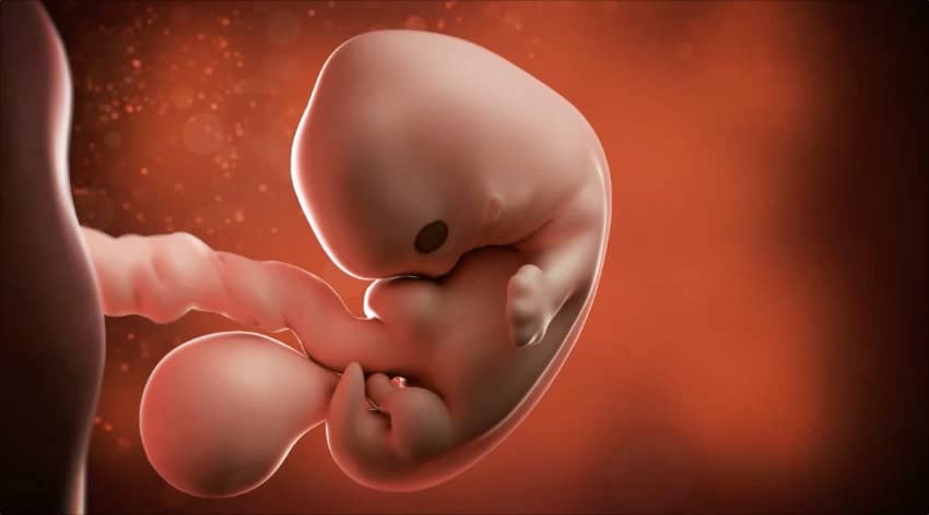 Unborn baby at 7 weeks