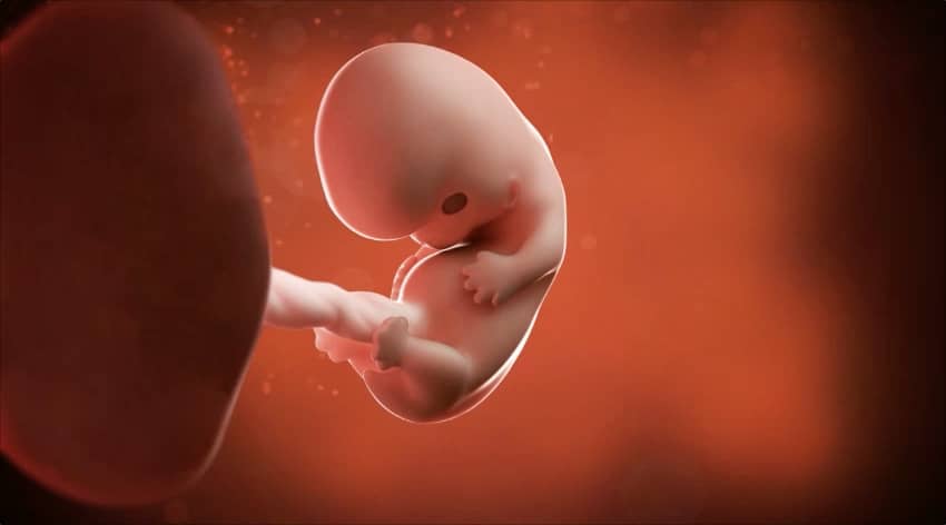Unborn baby at 8 weeks