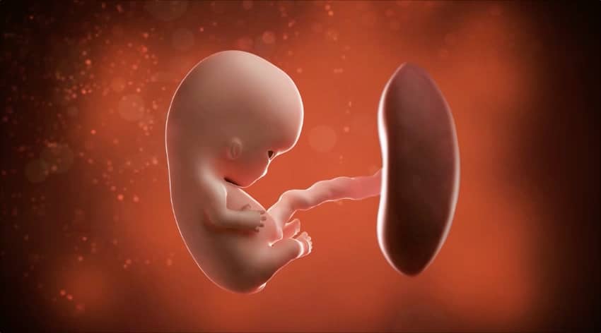 Unborn baby at 9 weeks