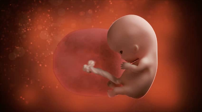 Unborn baby at 10 weeks