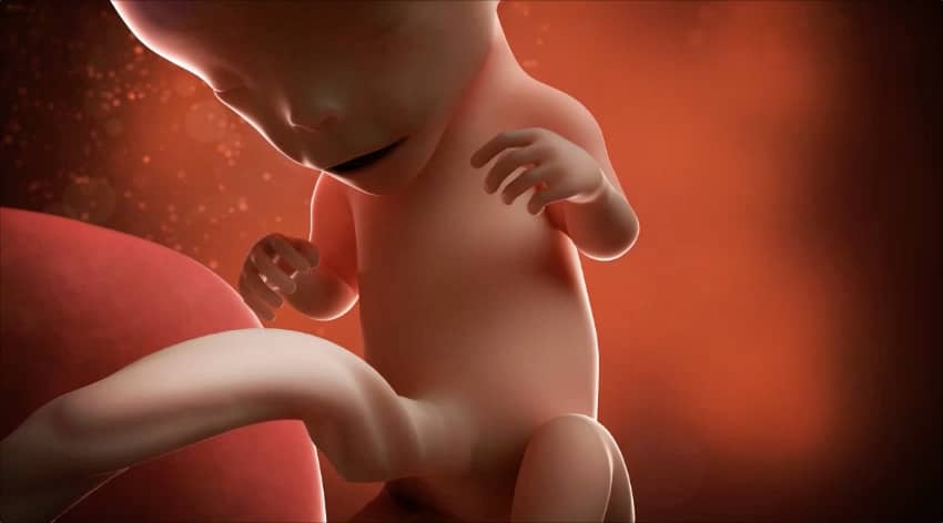 Unborn baby at 12 weeks