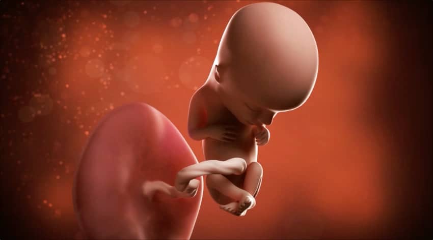 Unborn baby at 13 weeks