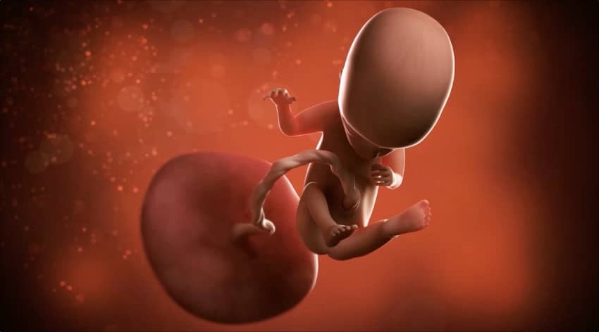 Unborn baby at 14 weeks