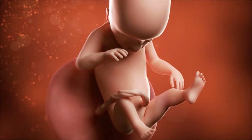 19-week-baby-development-foetus