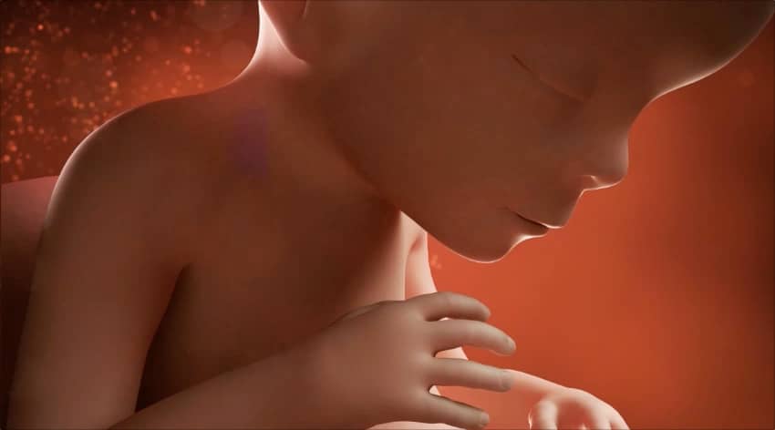 23-week-baby-development-foetus