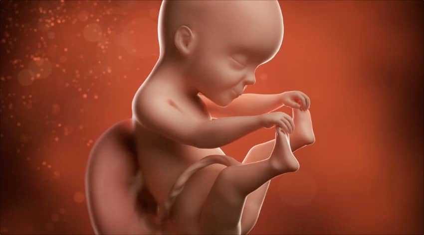 Unborn baby at 25 weeks