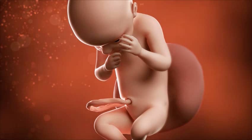 Unborn baby at 30 weeks