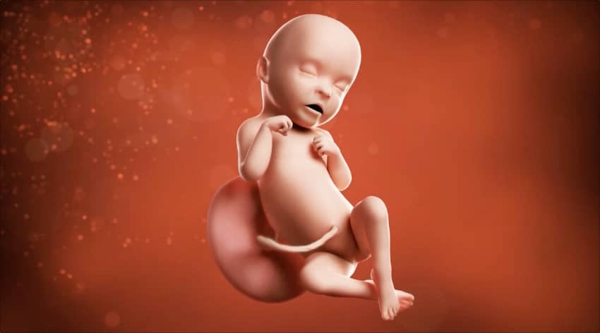 Unborn baby at 31 weeks