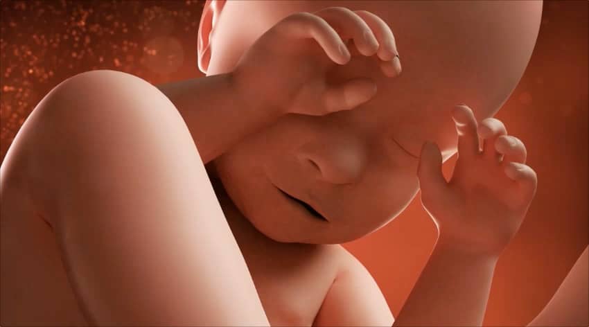 39 weeks developing foetus