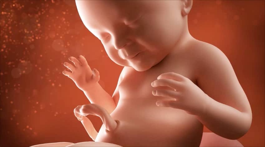 40 weeks developing foetus